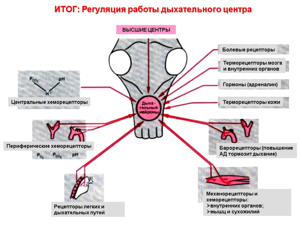 ИТОГ: Регуляция работы дыхательного центра